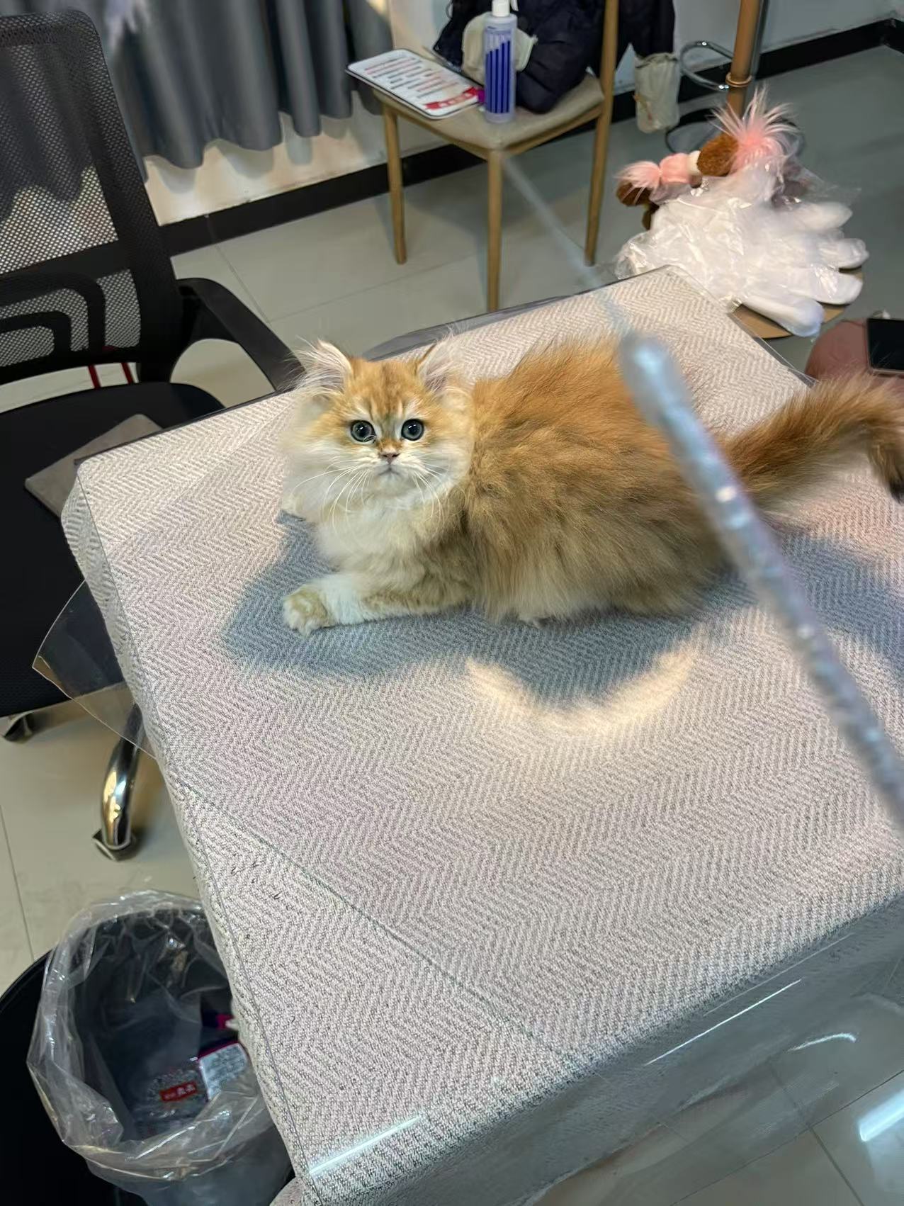 长毛金弟弟